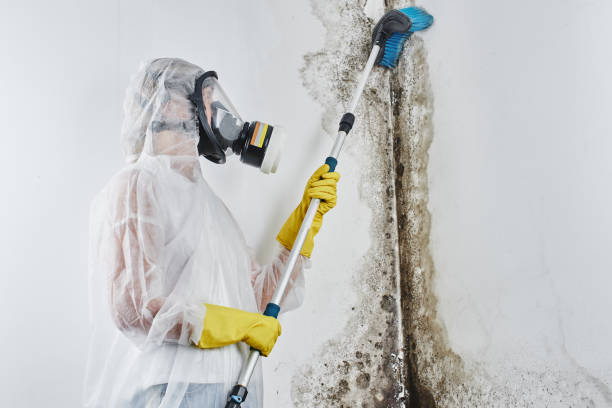 Best Best Mold Removal Companies  in Bushnell, FL