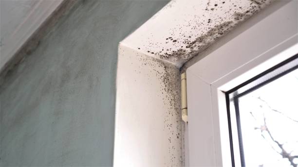 Best Mold Remediation Services  in Bushnell, FL