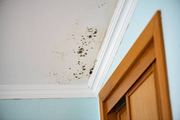 Best Residential Mold Removal  in Bushnell, FL