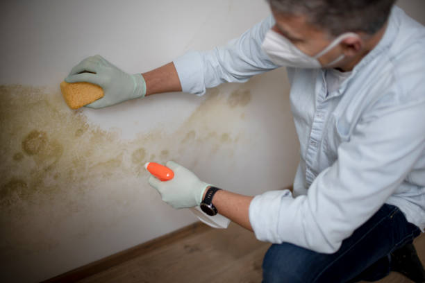 Best Fast Mold Removal  in Bushnell, FL