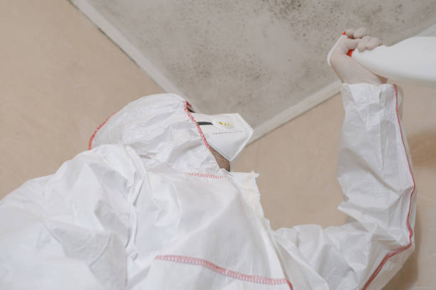 Professional Mold Removal in Bushnell, FL