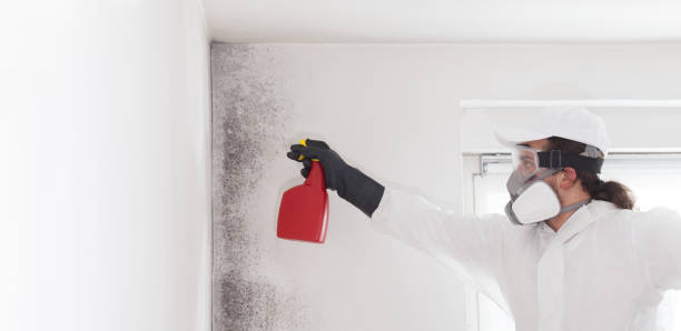 Best Professional Mold Removal  in Bushnell, FL