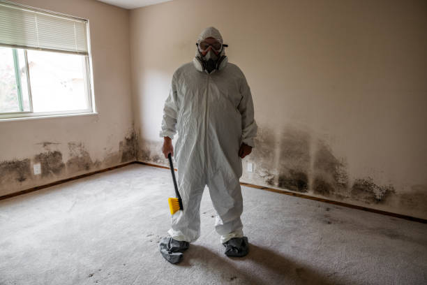 Best Local Mold Removal Service  in Bushnell, FL