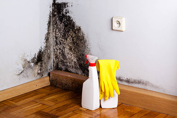 Best Best Mold Removal Companies  in Bushnell, FL