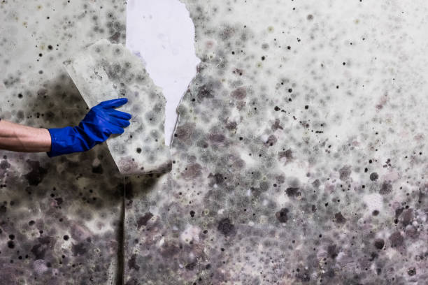 Mold Removal Process in Bushnell, FL