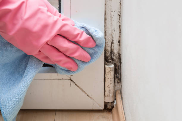 Best Certified Mold Removal  in Bushnell, FL