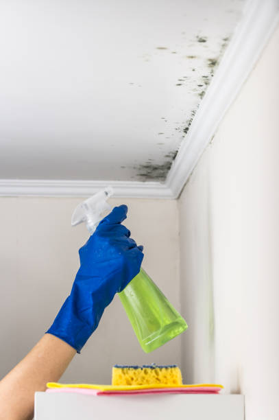 Best Mold Testing  in Bushnell, FL
